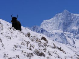 langtang ganchhembu