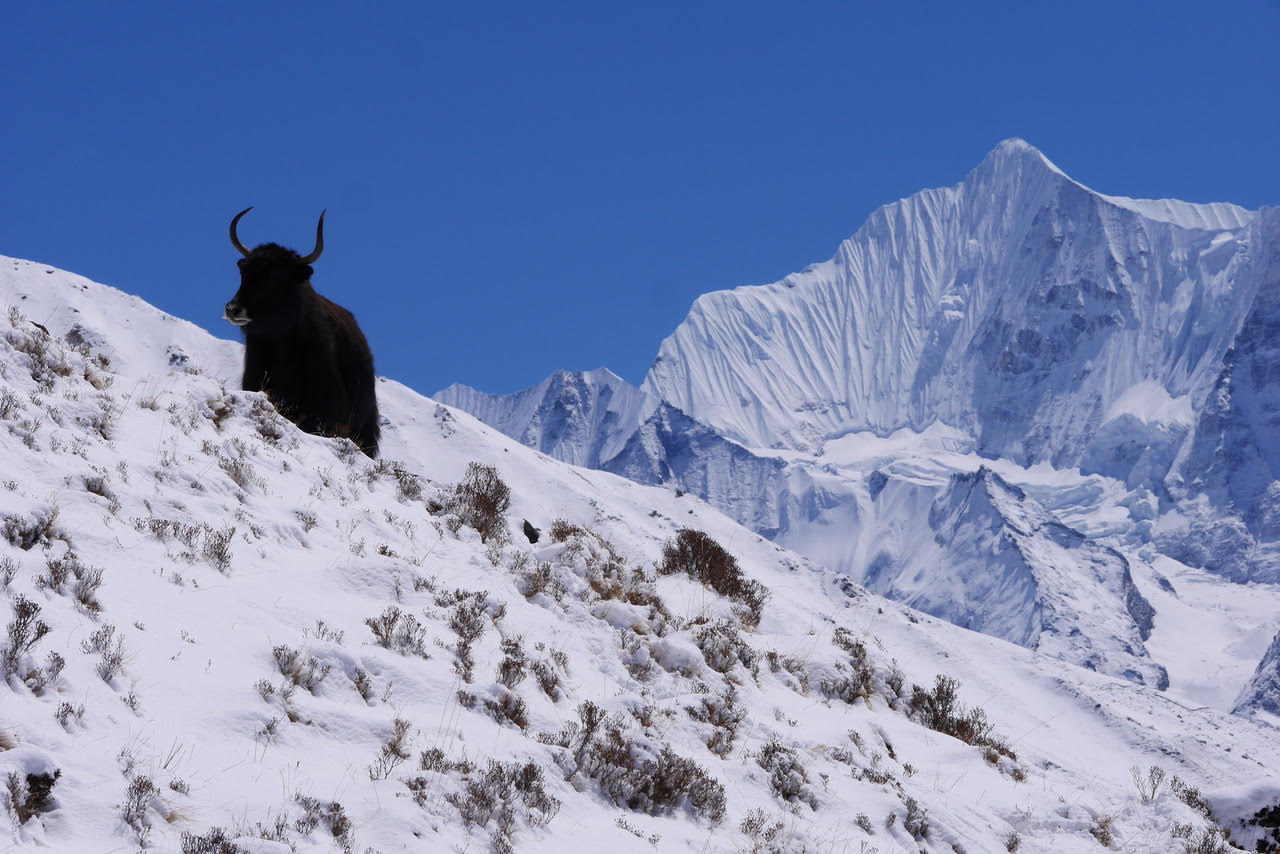 langtang ganchhembu