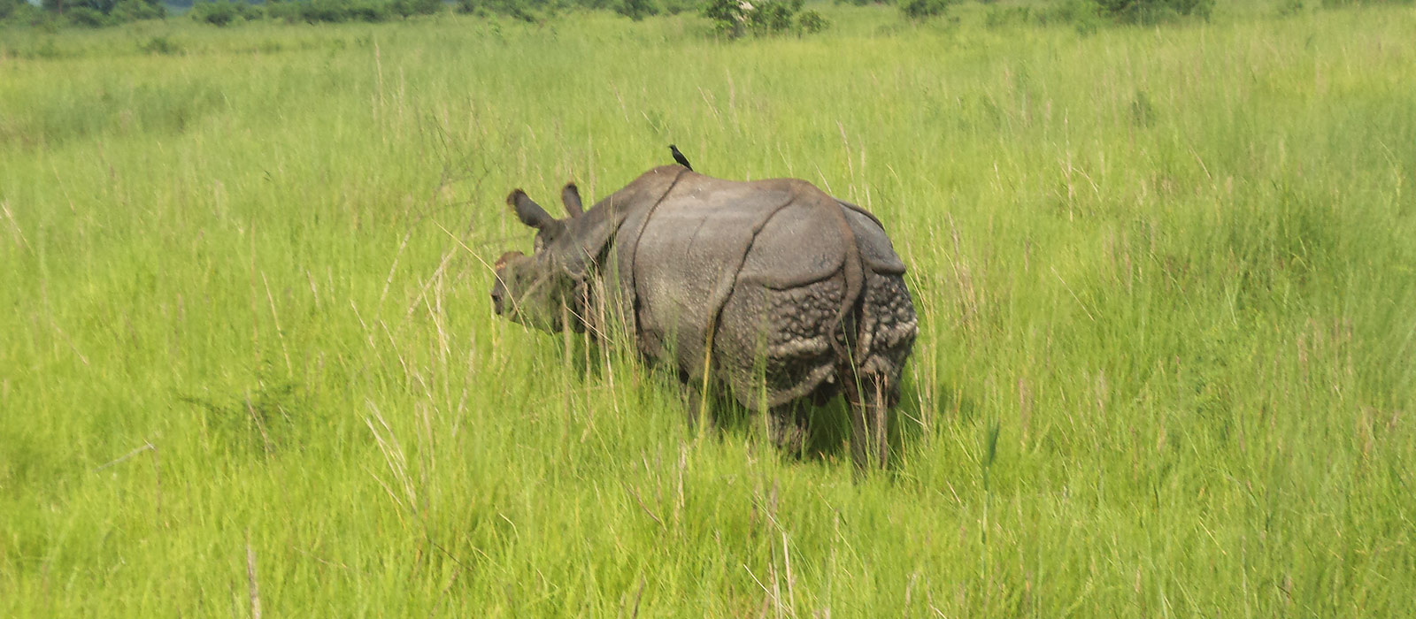 chitwan