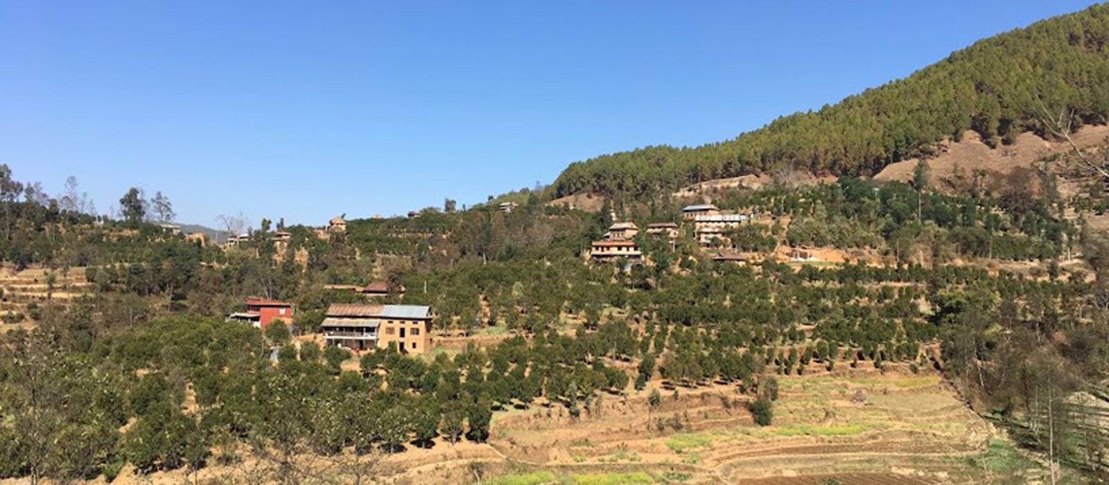 orange-field-in-namubuddha