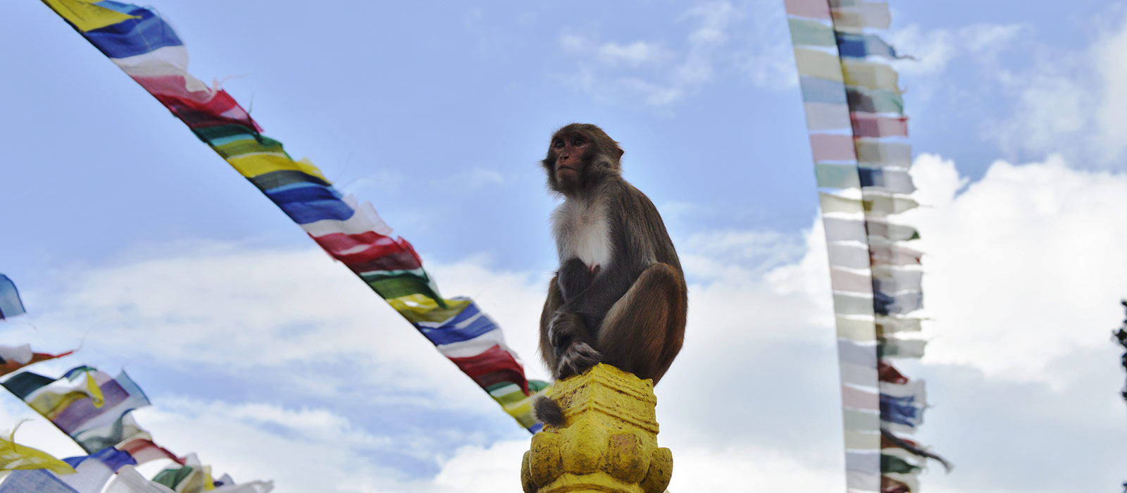 Monkey-in-Monky-Temple