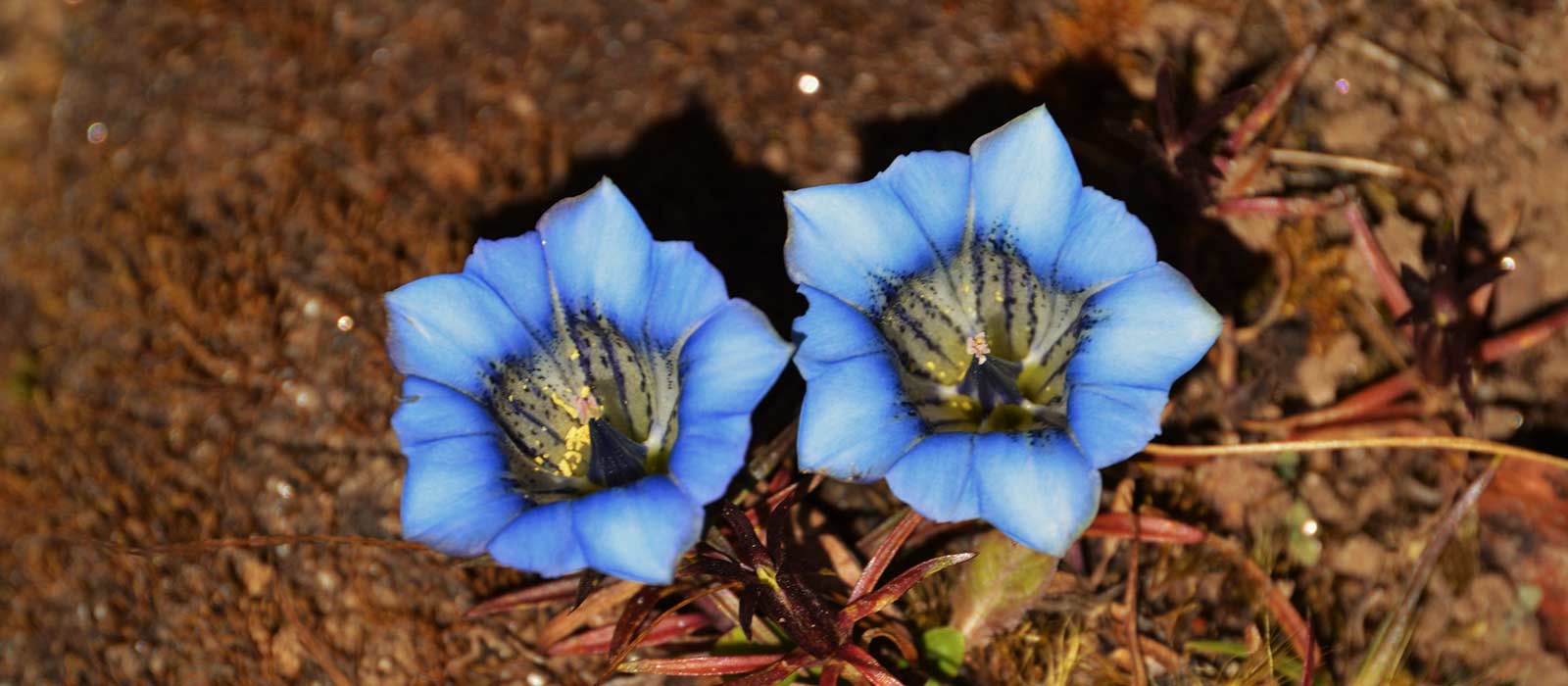 Pikey-peak-Trek--flower