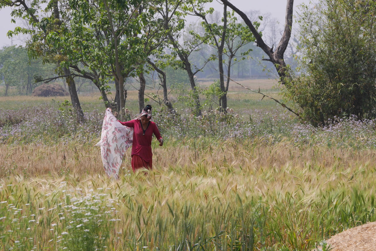 bardia jungle safari tharu woman working