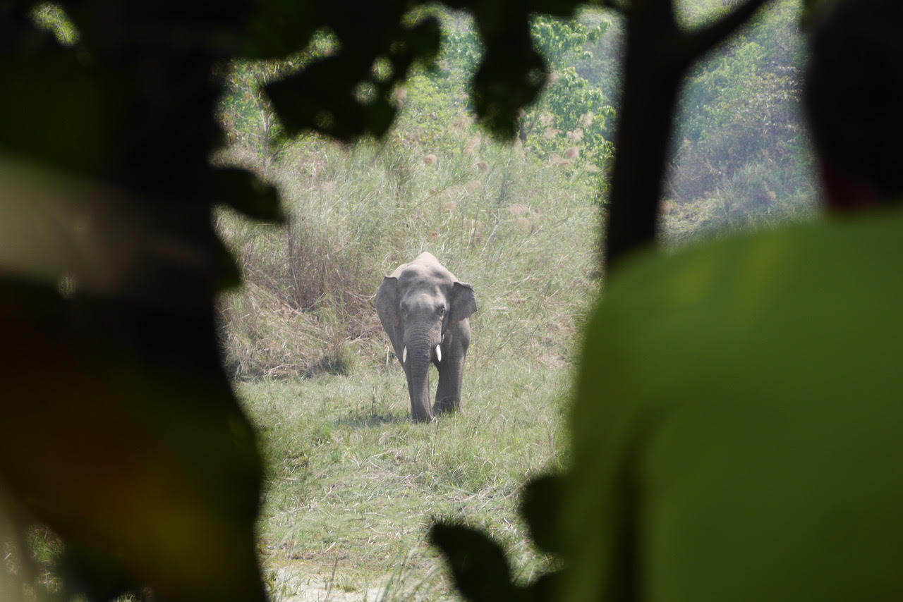 bardia jungle safari wild elephant