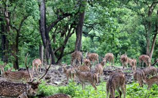 Bardiya National Park Tour