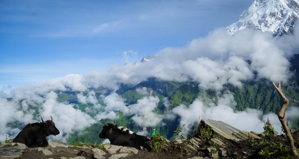 Mardi Himal Trek