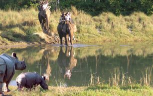 Jungle Safari tour in Nepal